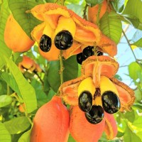 Ackee