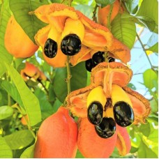 Ackee