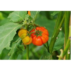 African Eggplant