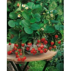 Alexandria Strawberry