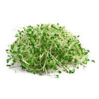 Alfalfa Sprout
