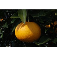 Amanatsu Orange