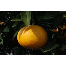 Amanatsu Orange