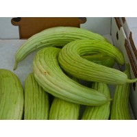 Armenian Cucumber