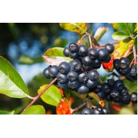 Aronia