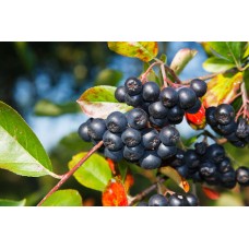 Aronia