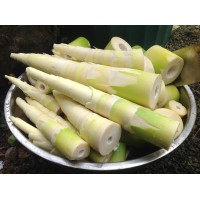 Bamboo Shoot