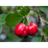 Barbados Cherry