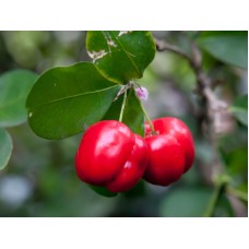 Barbados Cherry