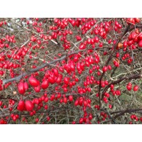 Barberry