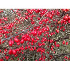Barberry