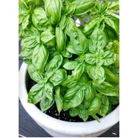 Basil