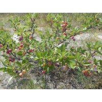 Beach Plum