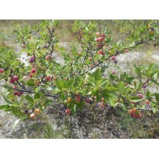 Beach Plum