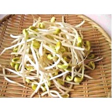 Bean Sprouts