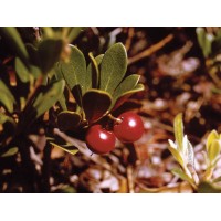 Bearberry