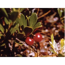 Bearberry