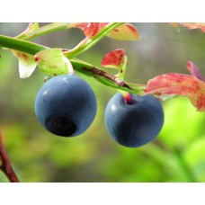 Bilberry