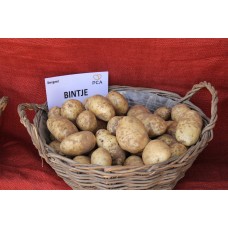 Bintje Potato