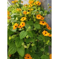 Black-Eyed Susan Vine