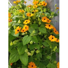 Black-Eyed Susan Vine