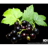 Black Currant