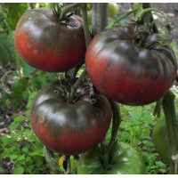 Black Krim Tomato