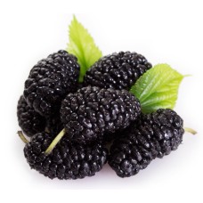 Black Mulberry