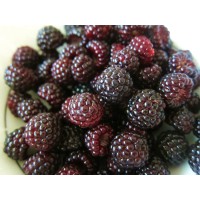 Black Raspberry