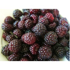 Black Raspberry