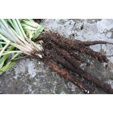 Black Salsify