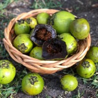 Black Sapote