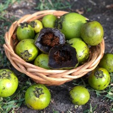 Black Sapote
