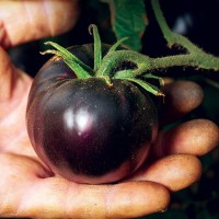 Black Tomato