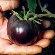 Black Tomato