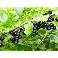 Blackcurrant