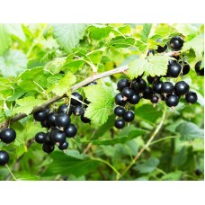 Blackcurrant