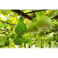 Bottle Gourd