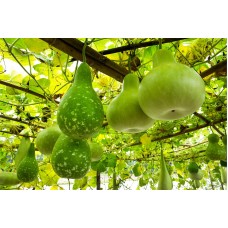 Bottle Gourd