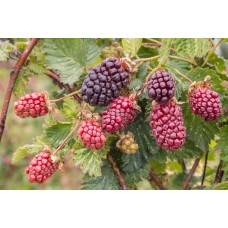 Boysenberry