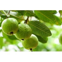 Brazilian Guava
