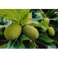 Breadfruit