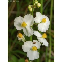 Broad-Leaf Arrowhead