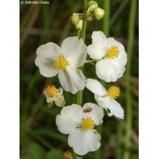 Broad-Leaf Arrowhead