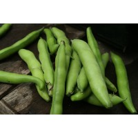 Broad Beans