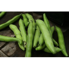 Broad Beans