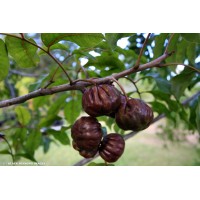 Burdekin Plum