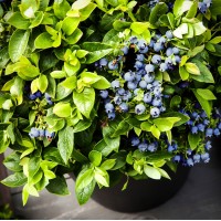 Bushel and Berry ‘Jelly Bean’ Blueberry