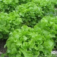 Butter Lettuce