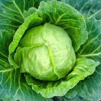 Cabbage
